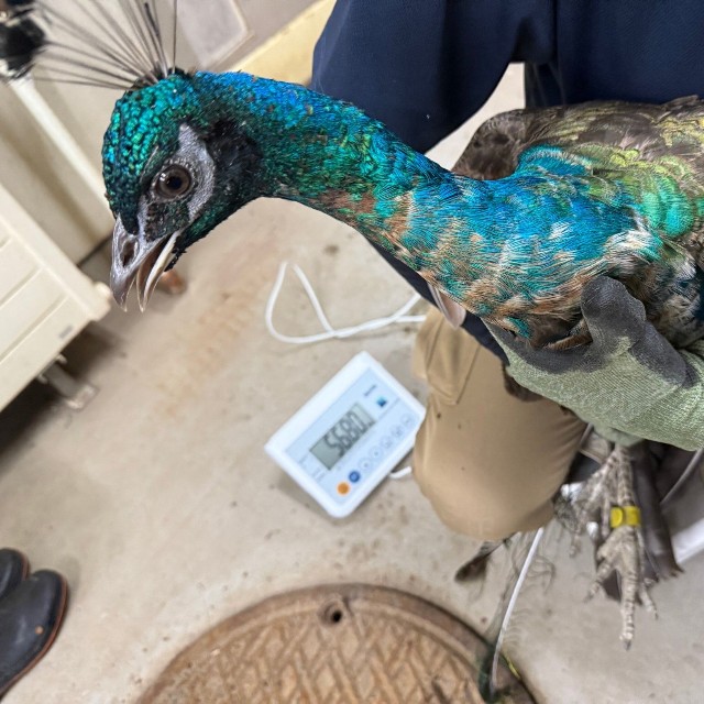 2025年9月ごろのようす／札幌市円山動物園（@marudou_fan）提供