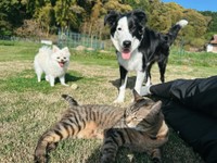 小さいころから犬と一緒に育っている、猫の恵ちゃん／犬猫大家族in福岡さん（@amkclo6）提供