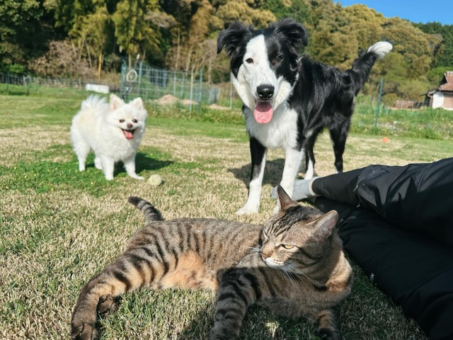 小さいころから犬と一緒に育っている、猫の恵ちゃん／犬猫大家族in福岡さん（@amkclo6）提供
