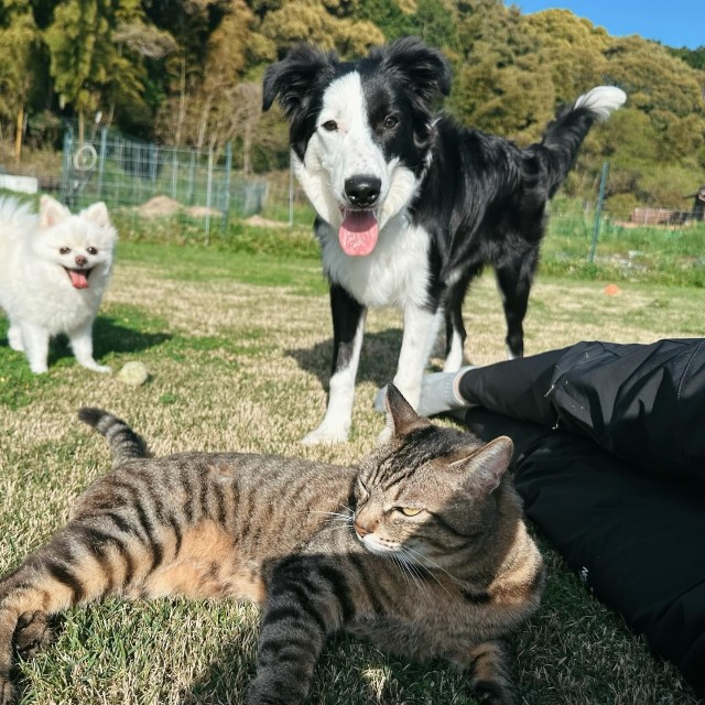 小さいころから犬と一緒に育っている、猫の恵ちゃん／犬猫大家族in福岡さん（@amkclo6）提供