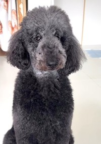 りぼんちゃん、会えてよかったね！（「スタンプーりぼん」さん提供、Instagramよりキャプチャ撮影）