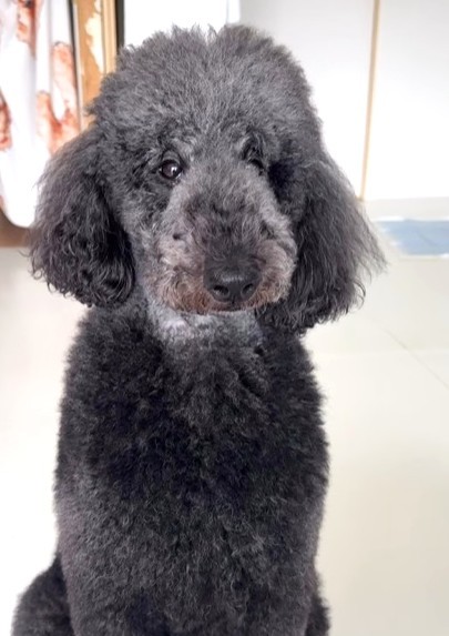 りぼんちゃん、会えてよかったね！（「スタンプーりぼん」さん提供、Instagramよりキャプチャ撮影）