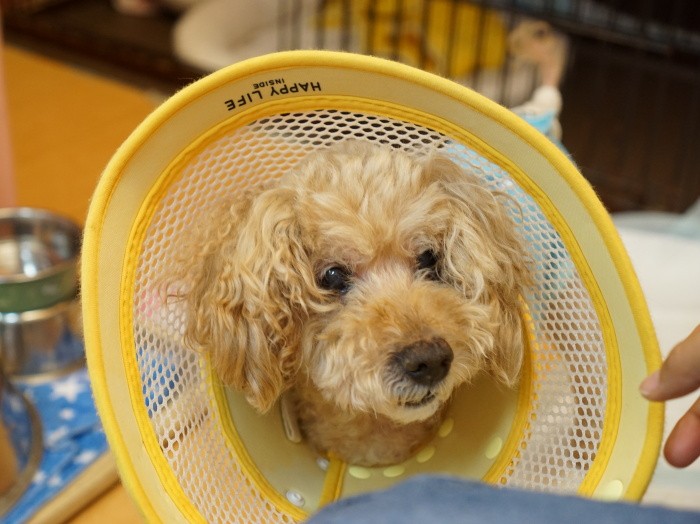 肥満細胞腫の治療を終えて、正式にベル。とうしおの家族として店に住むことになった１４歳のクルトン。新たな人生これから！