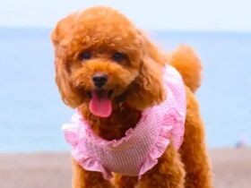 にっこり笑顔のトイ・プードル「もも」　海とひまわりと一緒にパシャリ