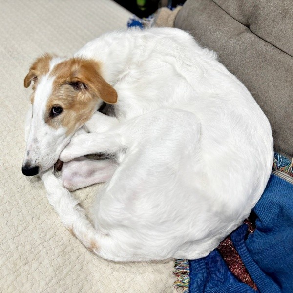 体を丸めてくつろぐラムくん（画像提供：ベル ラム ボルゾイさん）