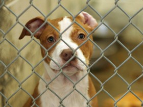 繁殖業者が虐待の疑い、犬1000匹が劣悪な環境に　繰り返さないため必要なことは