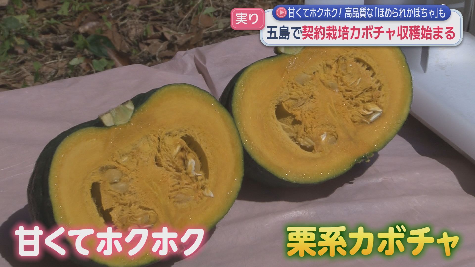 五島で契約栽培かぼちゃの収穫始まる 高品質な｢ほめられかぼちゃ｣も(1