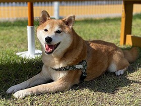 ２０２０笑顔が素敵で賞　赤柴「ムク」