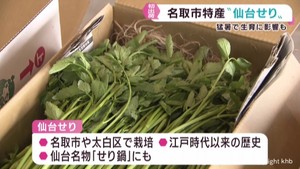 宮城・名取市特産の仙台せり　出荷が始まる　猛暑で初日は前年減