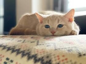 やんちゃで暴れん坊な末っ子　マンチカン「ろん」が来て家はさらに明るく！　