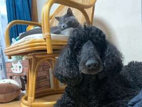 プードル「アクア」のんびり中　そばにシャルトリュー「アレン」