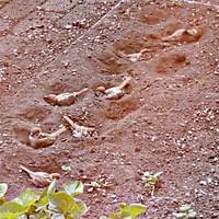 花壇で砂浴びするスズメたち（画像提供：さっつーさん）