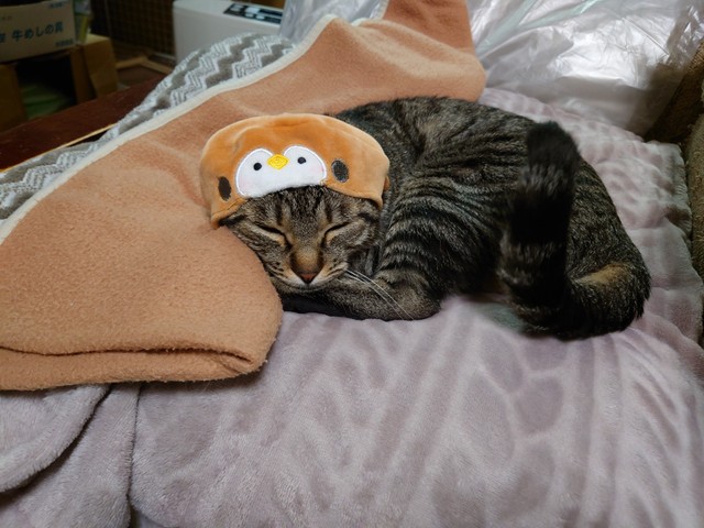 被り物にもお付き合いしてくれる＝キジトラのチビ&ムギさん提供