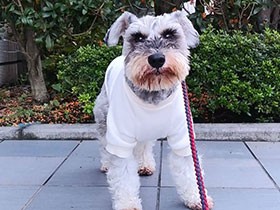 朝のお散歩、お友達まだかな　童顔のミニシュナ「やまと」