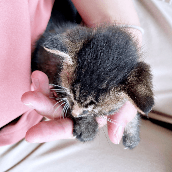 保護後、弱々しかったふくくん（画像提供：むぎさん）