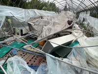 台風は八丈島のシイタケ栽培も直撃した（大竜ファームのＸ@dairyu0317より）