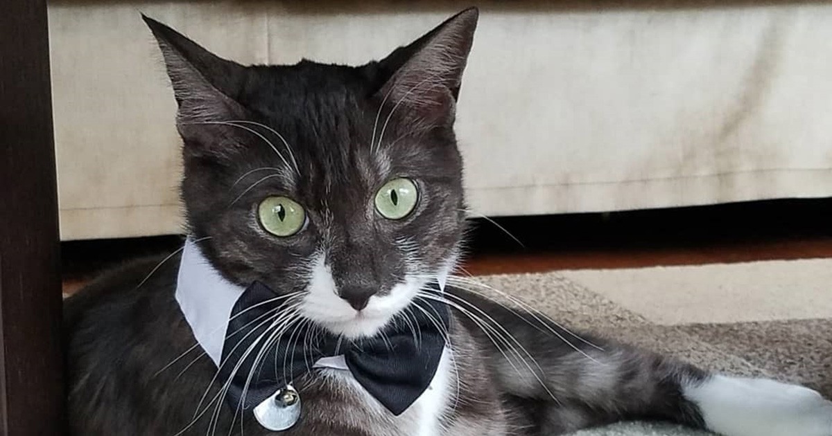 蝶ネクタイが格好いいね サバトラ猫の「ルイ」 | 「犬や猫ともっと幸せ