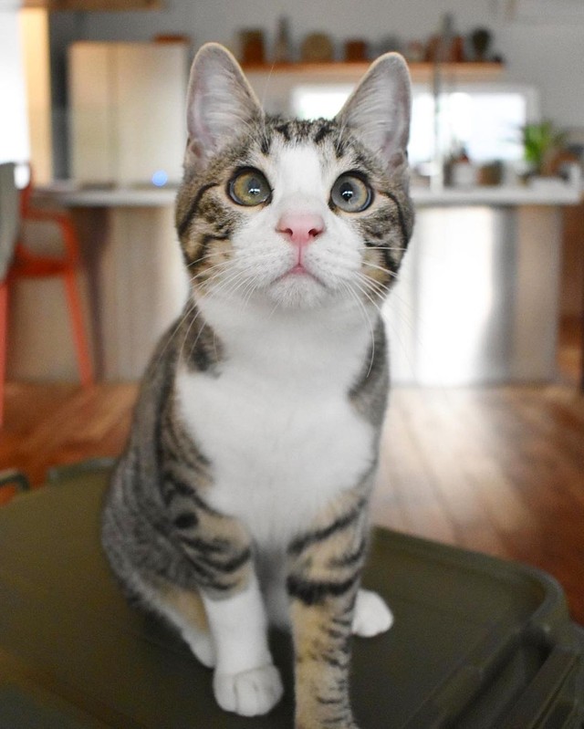 きれいな目になった