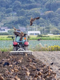 トビだけでなくカラスやハクセキレイも多く集まるそう（もみじ卍ゅうさん提供）