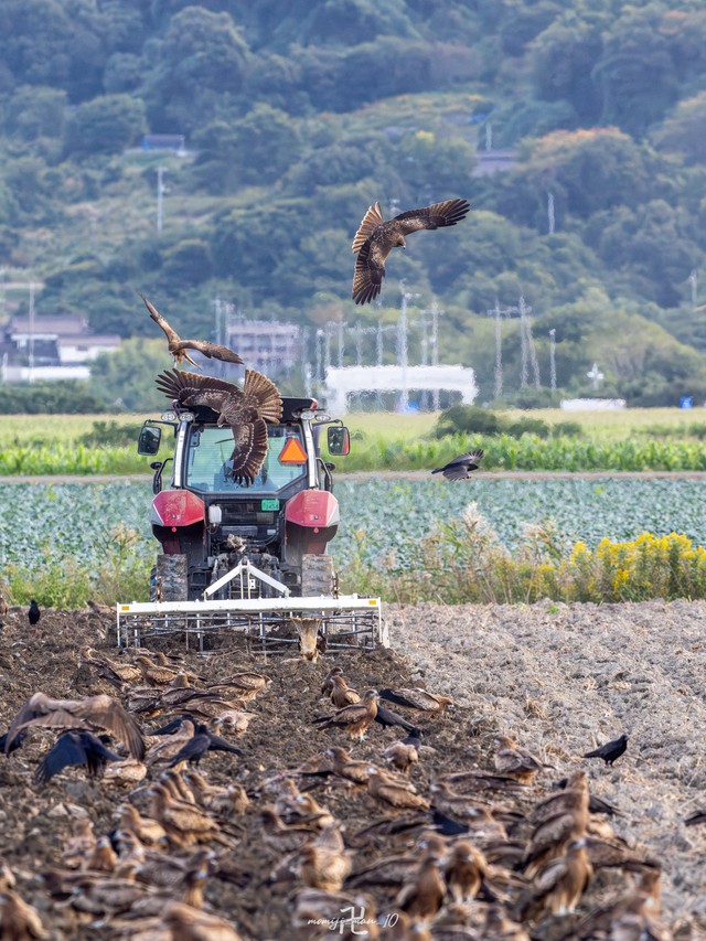トビだけでなくカラスやハクセキレイも多く集まるそう（もみじ卍ゅうさん提供）