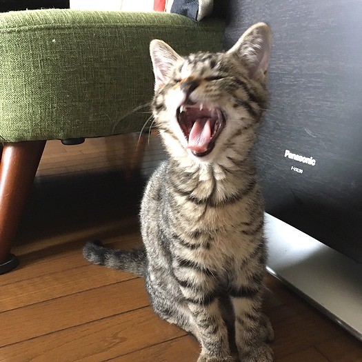 「遊び疲れて眠くなってきたにゃあ」