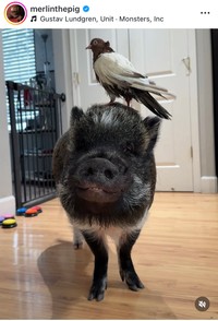 Merlinのインスタグラム＠merlinthepigより