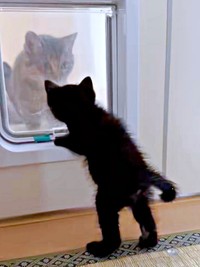 扉越しに先住猫と対面したクロスケくん（画像提供：いずさん）