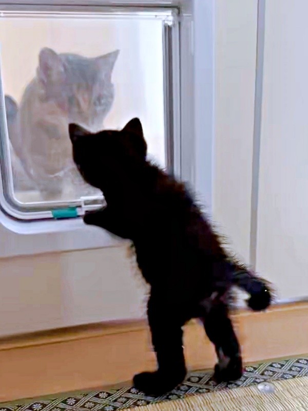 扉越しに先住猫と対面したクロスケくん（画像提供：いずさん）