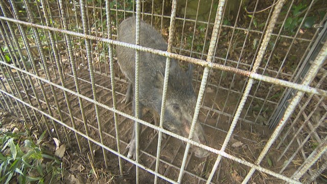 岡山県 2024年度の野生鳥獣による農作物へ被害 3億円超　イノシシの被害が増加