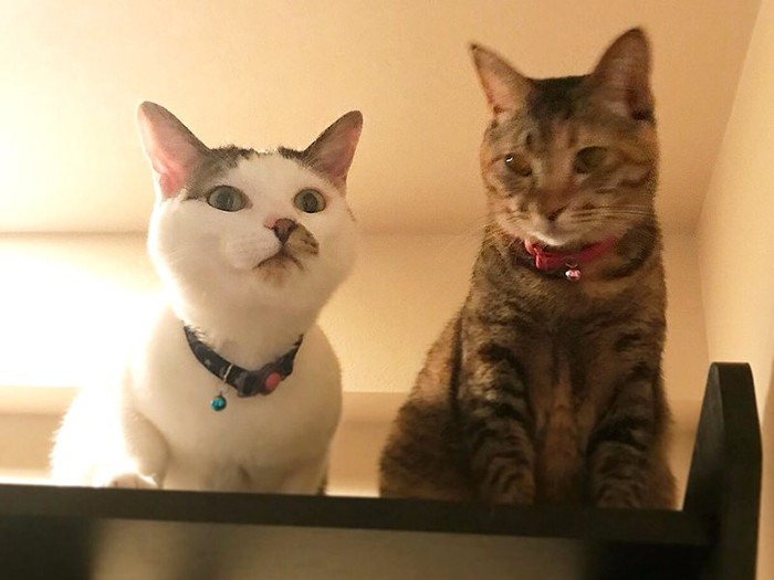 高い所に上るのも一緒