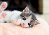 保護猫・保護犬を譲渡する条件が厳しすぎ！？（Happy monkey/stock.adobe.com）※画像はイメージ