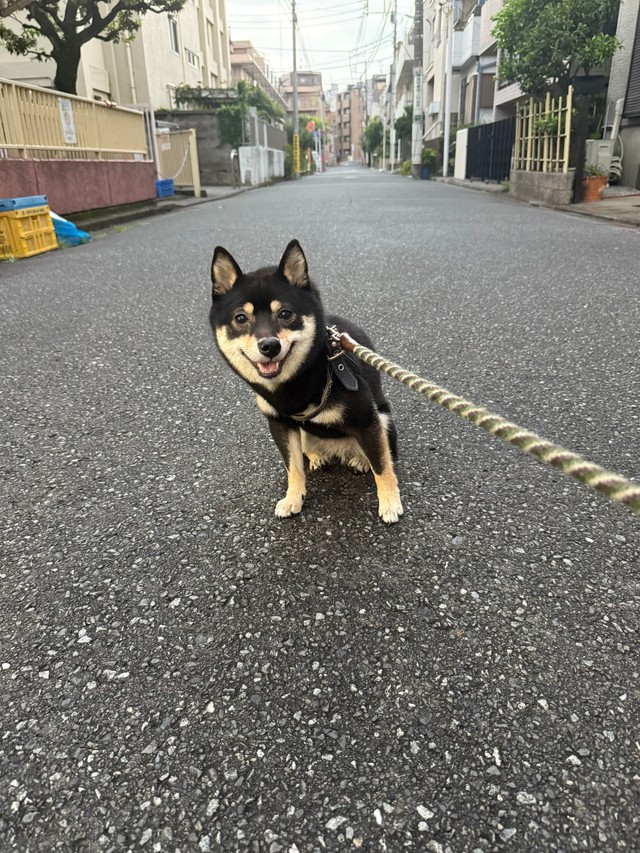 今年の８月にポストされた「拒否柴」姿。「満面の笑みで拒否柴してくる」というひと言が添えられています（画像提供：豆柴ごま娘さん）