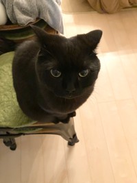 世界各国の"イカ耳"の呼び方が話題に（「くろとらたきび」さん提供）