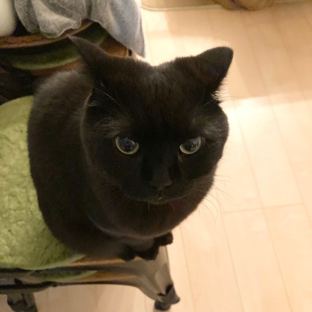 世界各国の"イカ耳"の呼び方が話題に（「くろとらたきび」さん提供）