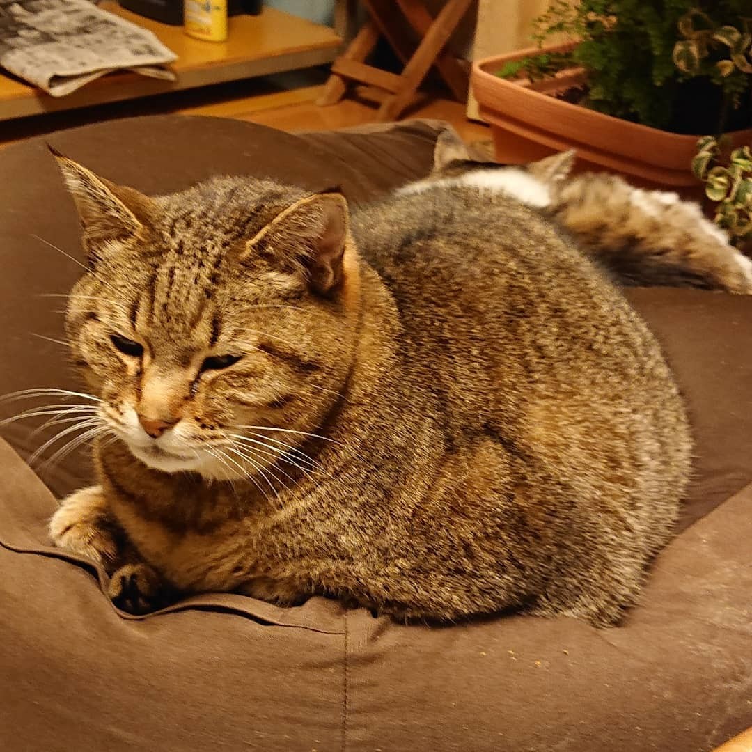 ちひねこページ 884e264509a8422ed5d3c1086d8587
