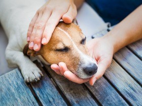 ペットロスを考える　愛犬の死で日常を断ち切られた