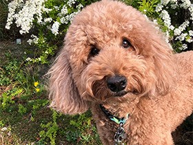 すご腕ボール探偵として大活躍　ラブラドゥードルの「ティーボ」