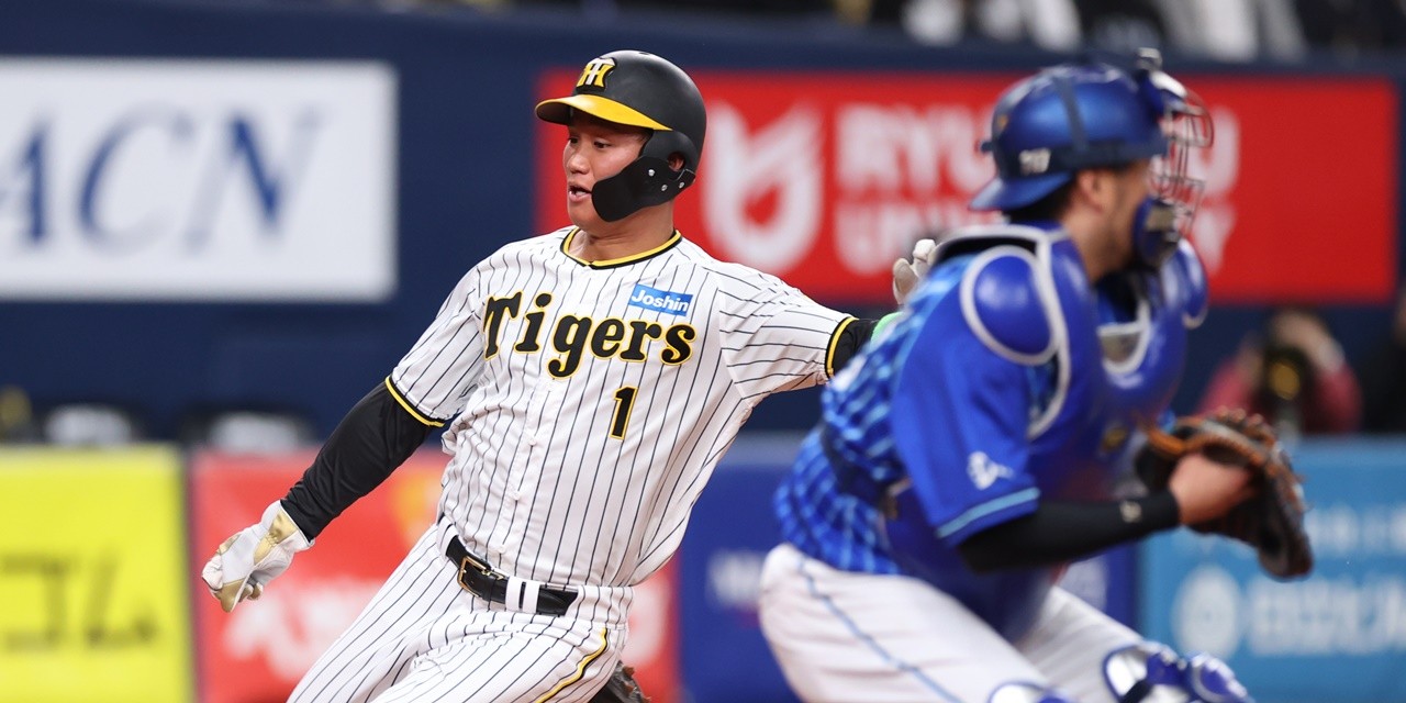 t*o様 山野草 オオアマミテンナンショウ 実生 1球 希少 オオアマミテ