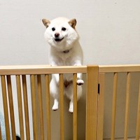 宙に浮いているように見える餅子ちゃん（画像提供：KURUMILK.SHIBAINUさん）