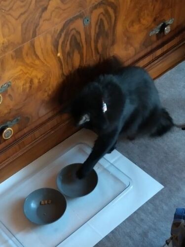 前脚をのばして、肉球から出た毛で水をすくって飲みます（利恵さん提供）