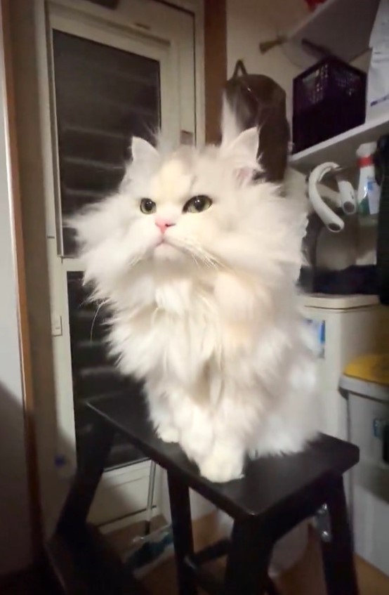 自らボロモップになる猫」スーパーサイヤ猫に“変身”した猫がまた