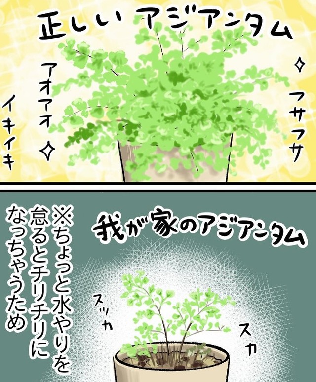 買ったばかりの時はフサフサだったアジアンタムだが…（もっこさん提供）