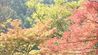 大窪寺の紅葉が見ごろ　イチョウとモミジを同時に楽しめる　香川・さぬき市