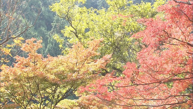 大窪寺の紅葉が見ごろ　イチョウとモミジを同時に楽しめる　香川・さぬき市