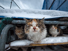 北国の雪の上で生きる猫　たくましさとプライドと　
