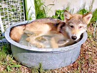 タライの水に浸かって涼むユニくん（画像提供：もぐさん）