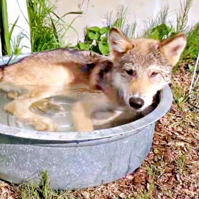 タライの水に浸かって涼むユニくん（画像提供：もぐさん）