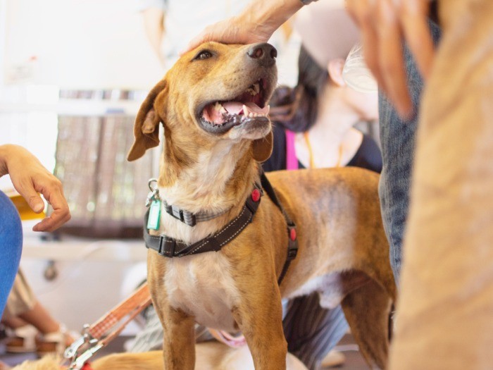 いきいきとした保護犬と出会える譲渡会