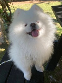 大きな笑顔！（画像提供：タレ目の犬(ポメラニアン)さん）