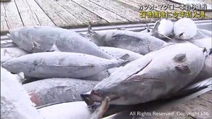 カツオ・マグロ一本釣り漁船入港　ビンチョウマグロが豊漁　宮城・石巻漁港